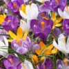 Crocus 'Mixed Colours' -Beauty Flowers Shop crocus vernus mixed colours