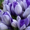 Crocus 'Yalta' 2 Crocus 'Yalta' -Beauty Flowers Shop crocus yalta 1 bcc01b9f 2afd 4bb6 b291 3c1e8103d45f