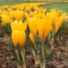 Crocus 'Yellow' 1 Crocus 'Yellow' -Beauty Flowers Shop crocus yellow 0