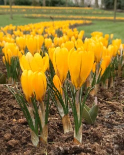 Featured Products 13 Crocus 'Yellow'