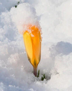 Crocus 'Yellow' -Beauty Flowers Shop crocus yellow 1