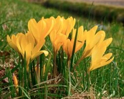 Crocus 'Yellow' -Beauty Flowers Shop crocus yellow 2