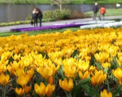 Crocus 'Yellow' -Beauty Flowers Shop crocus yellow 7