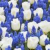 Collection 'Delft Blue' 2 Collection 'Delft Blue' -Beauty Flowers Shop delft blue 1