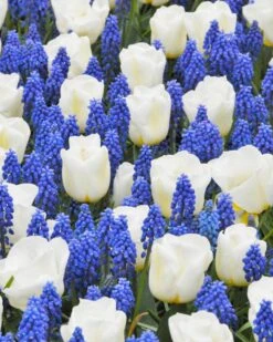 Collection 'Delft Blue'