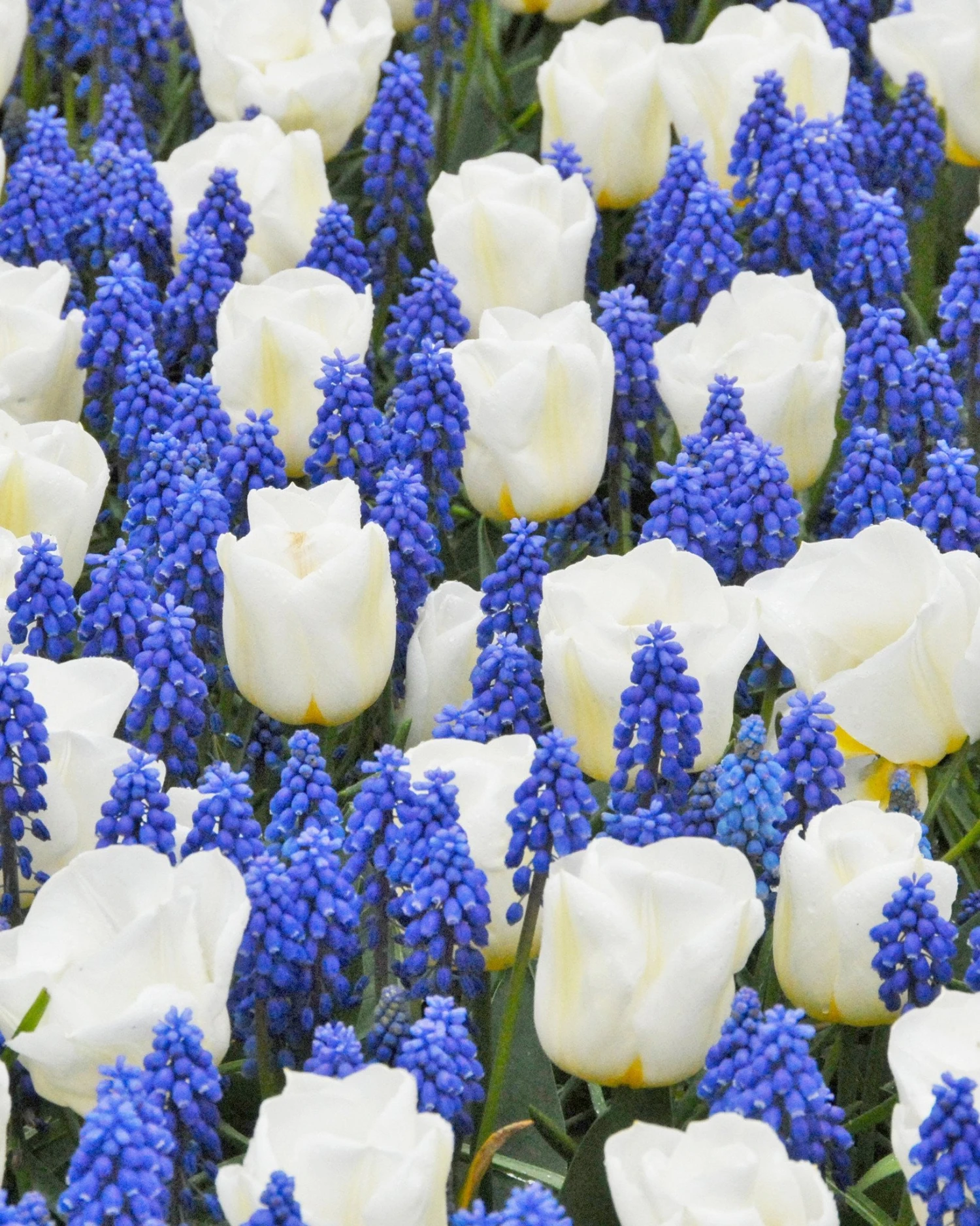 Collection 'Delft Blue' 3 Collection 'Delft Blue'