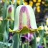 Fritillaria Acmopetala 2 Fritillaria Acmopetala -Beauty Flowers Shop fritillaria acmopetala 01