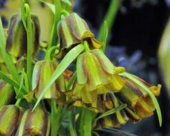 Fritillaria Acmopetala 23 Fritillaria Acmopetala -Beauty Flowers Shop fritillaria acmopetala 2