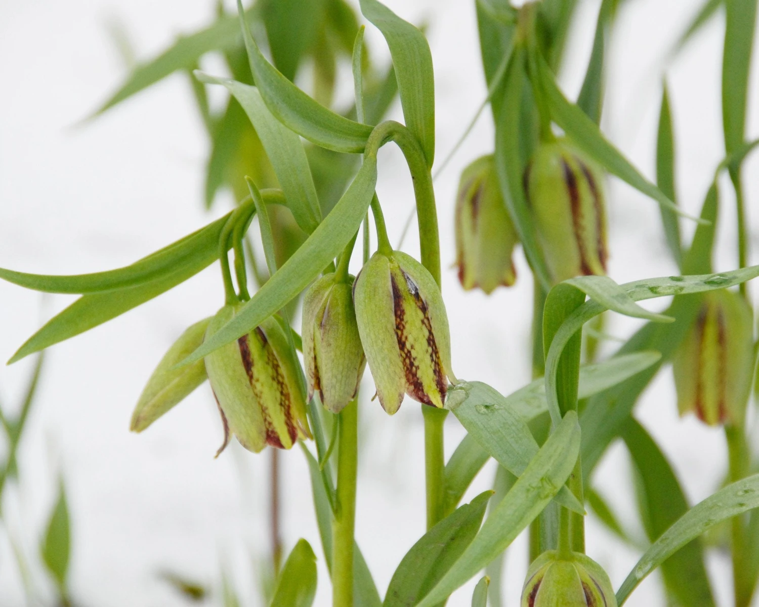 Fritillaria Acmopetala 14 Fritillaria Acmopetala - Image 12