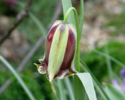 Fritillaria Acmopetala 24 Fritillaria Acmopetala -Beauty Flowers Shop fritillaria acmopetala 4