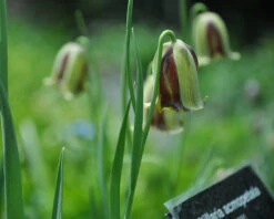 Fritillaria Acmopetala 17 Fritillaria Acmopetala -Beauty Flowers Shop fritillaria acmopetala 6
