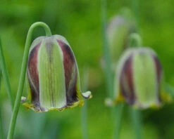 Fritillaria Acmopetala 19 Fritillaria Acmopetala -Beauty Flowers Shop fritillaria acmopetala 7