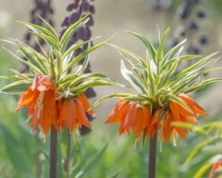 Fritillaria Imperialis 'Aureomarginata' 7 Fritillaria Imperialis 'Aureomarginata' -Beauty Flowers Shop fritillaria aureomarginata 3