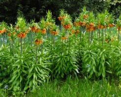 Fritillaria Imperialis 'Aurora' -Beauty Flowers Shop fritillaria aurora 1