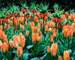 Fritillaria Imperialis 'Aurora' -Beauty Flowers Shop fritillaria aurora 1 daaa9e88 c67d 4260 8720 f3936b5f5809