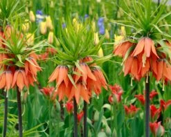 Fritillaria Imperialis 'Aurora' -Beauty Flowers Shop fritillaria aurora 2 36ac8a0f ba4d 446b 8ce4 b4d9ffa4faa2
