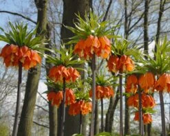 Fritillaria Imperialis 'Aurora' -Beauty Flowers Shop fritillaria aurora 3