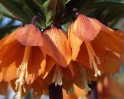 Fritillaria Imperialis 'Aurora' -Beauty Flowers Shop fritillaria aurora 3 627aca8b e924 4302 b3e6 20b86e371a85