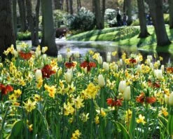 Fritillaria Imperialis 'Aurora' -Beauty Flowers Shop fritillaria aurora 4