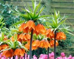 Fritillaria Imperialis 'Aurora' -Beauty Flowers Shop fritillaria aurora 5