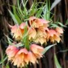 Fritillaria 'Early Fantasy' 2 Fritillaria 'Early Fantasy' -Beauty Flowers Shop fritillaria early fantasy 1