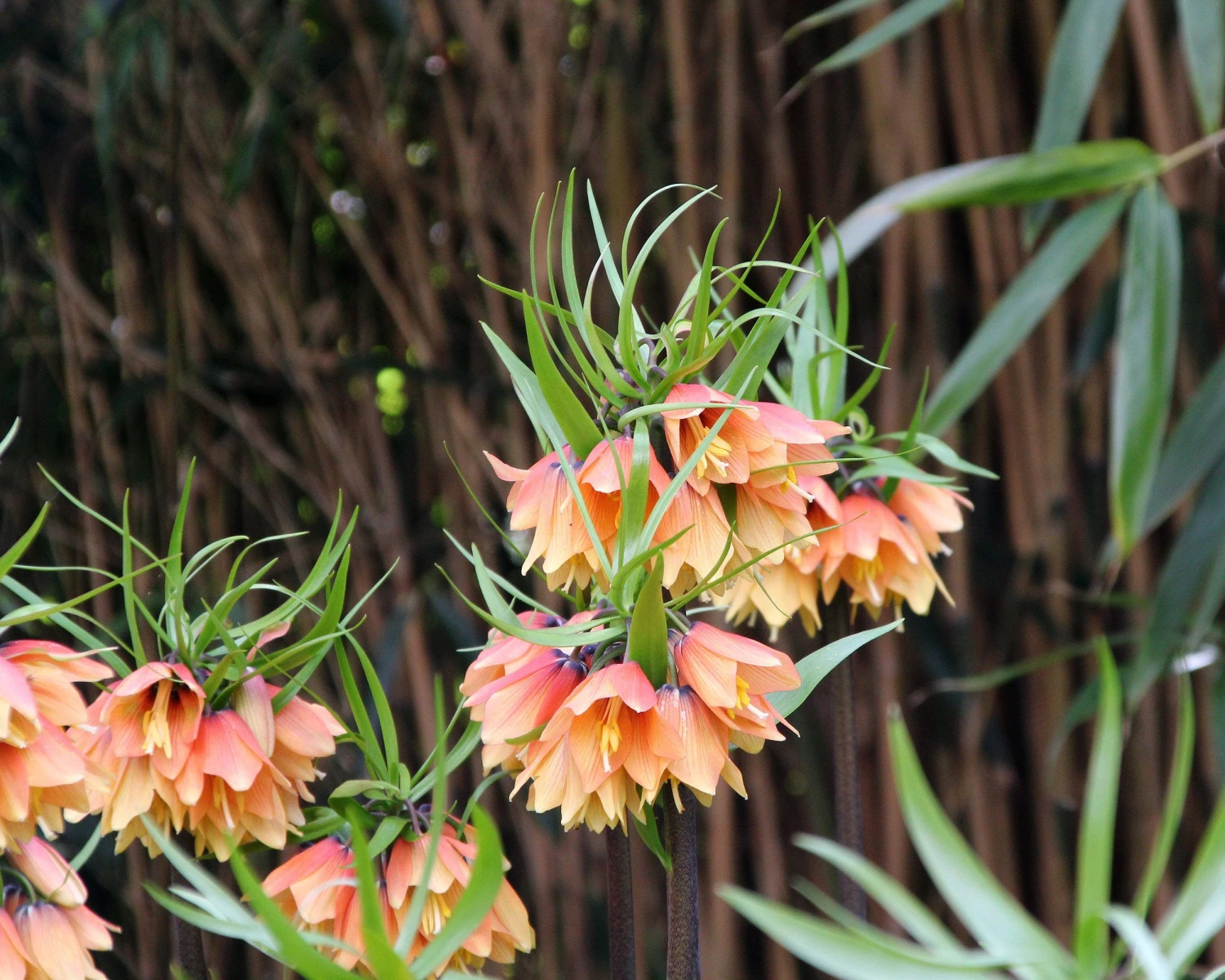 Fritillaria 'Early Fantasy' 4 Fritillaria 'Early Fantasy' - Image 2