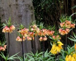 Fritillaria 'Early Fantasy' 10 Fritillaria 'Early Fantasy' -Beauty Flowers Shop fritillaria early fantasy 3