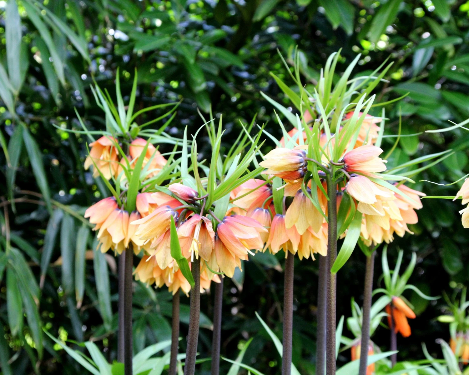 Fritillaria 'Early Fantasy' 6 Fritillaria 'Early Fantasy' - Image 4