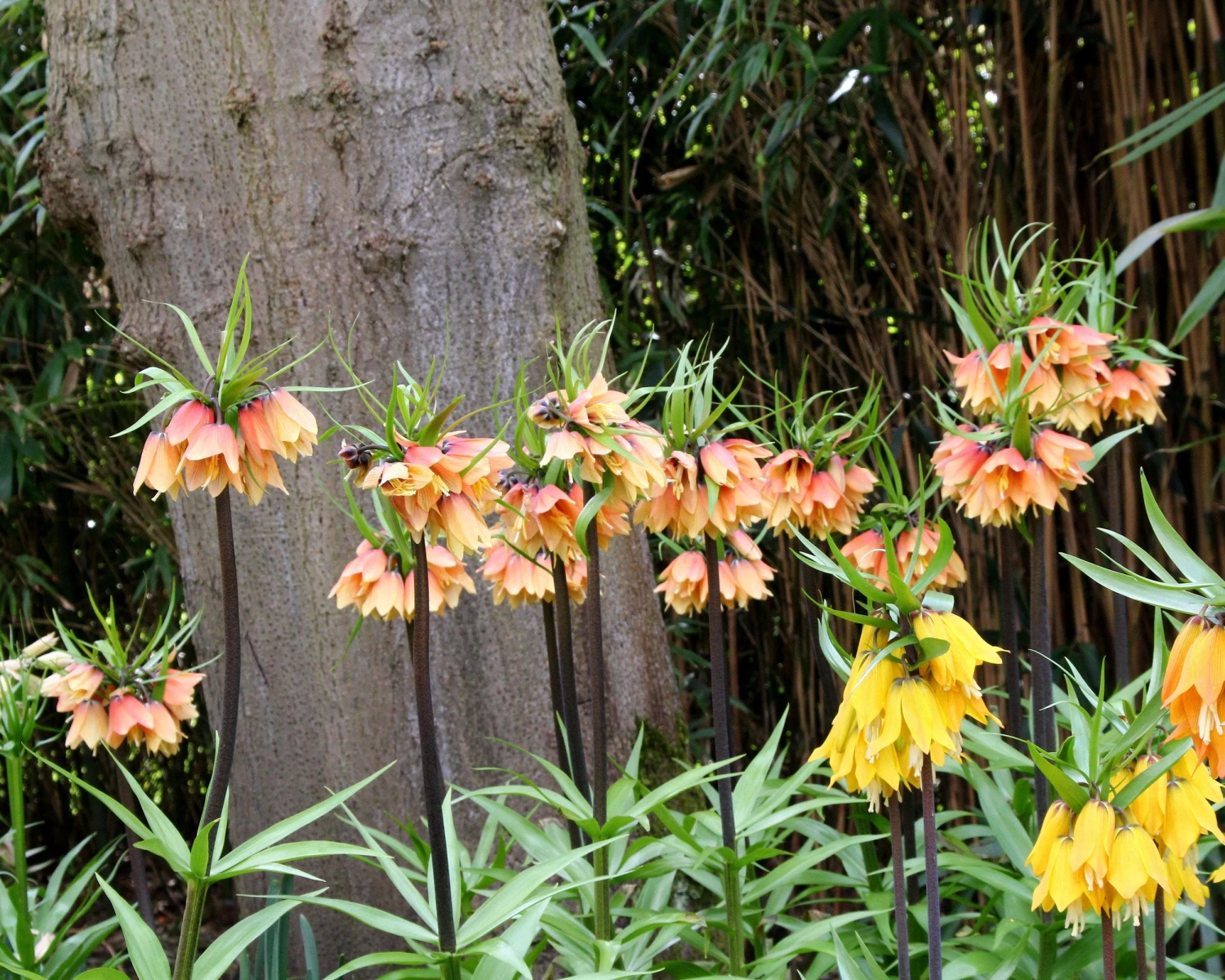 Fritillaria 'Early Fantasy' 7 Fritillaria 'Early Fantasy' - Image 5