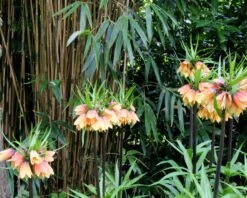 Fritillaria 'Early Fantasy' 13 Fritillaria 'Early Fantasy' -Beauty Flowers Shop fritillaria early fantasy 6