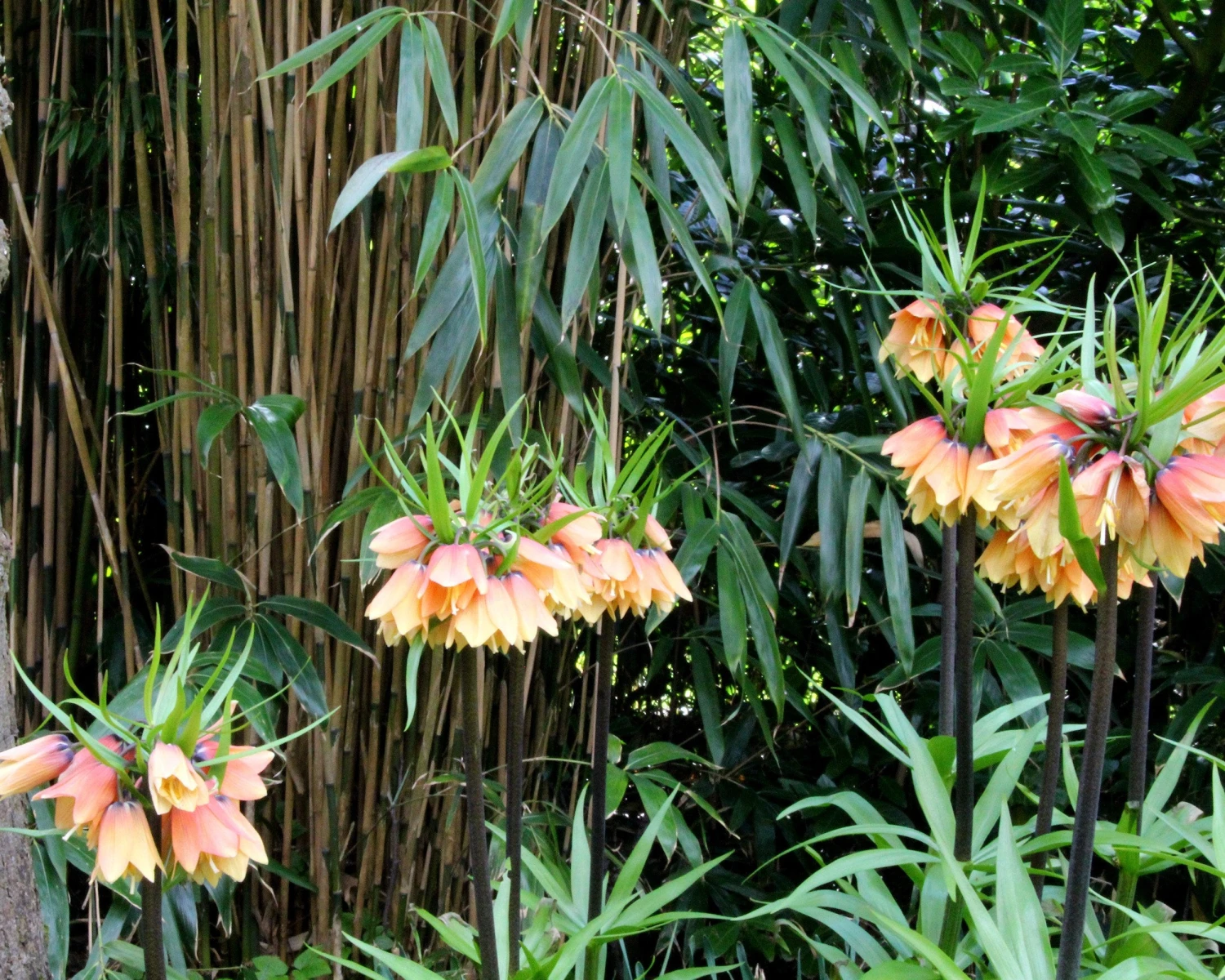 Fritillaria 'Early Fantasy' 8 Fritillaria 'Early Fantasy' - Image 6