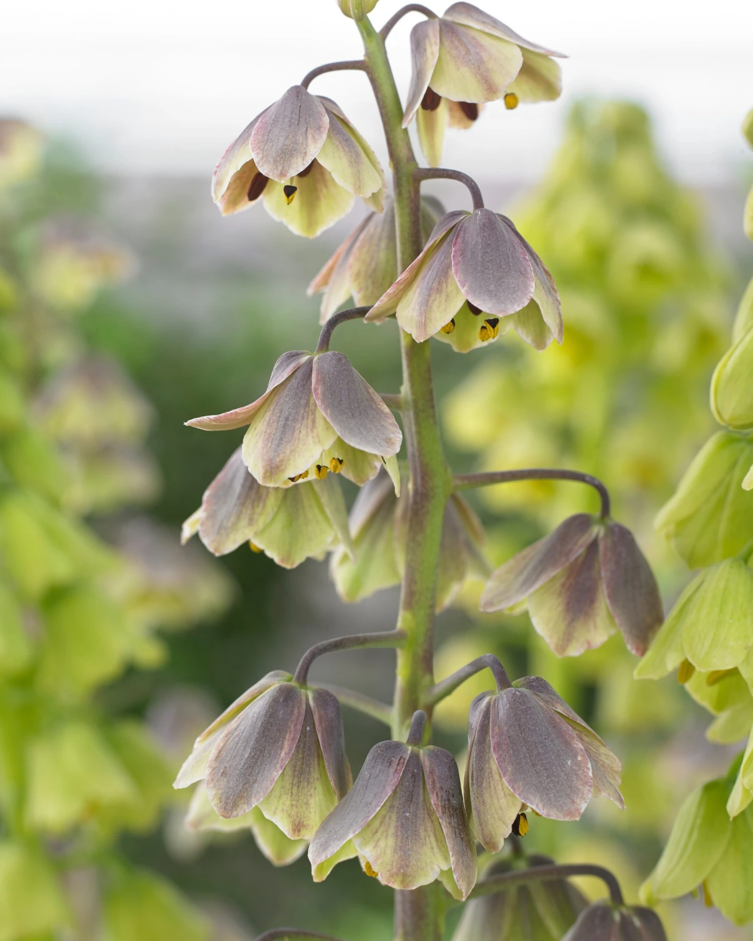Fritillaria 'Green Dreams' 4 Fritillaria 'Green Dreams' - Image 2