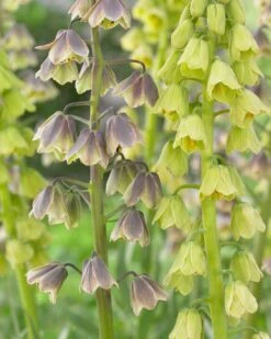Fritillaria 'Green Dreams' 16 Fritillaria 'Green Dreams' -Beauty Flowers Shop fritillaria green dreams 2