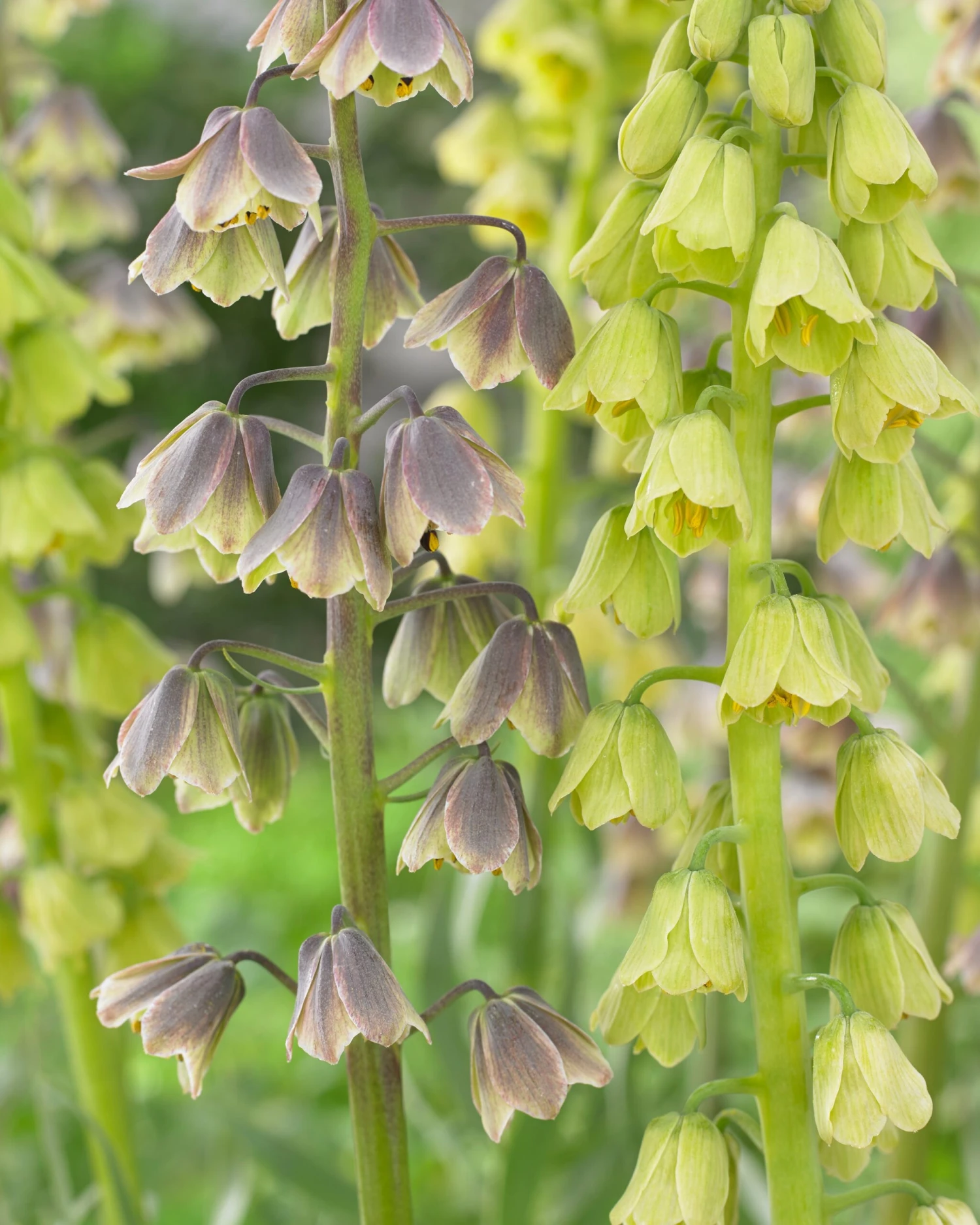 Fritillaria 'Green Dreams' 9 Fritillaria 'Green Dreams' - Image 7