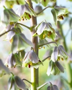 Fritillaria 'Green Dreams' 12 Fritillaria 'Green Dreams' -Beauty Flowers Shop fritillaria green dreams 3