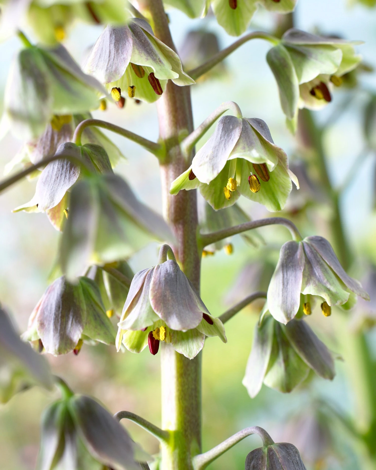 Fritillaria 'Green Dreams' 5 Fritillaria 'Green Dreams' - Image 3