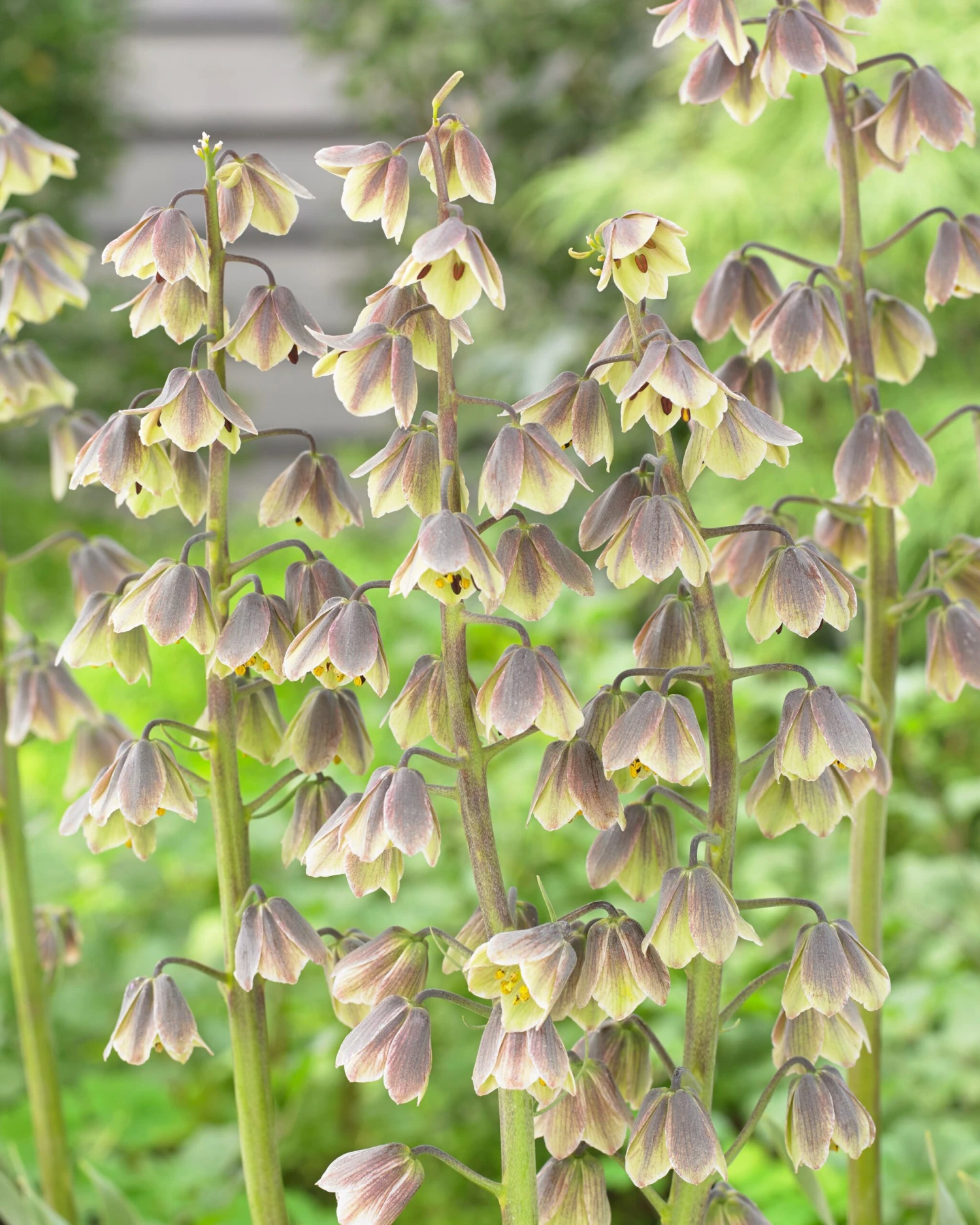 Fritillaria 'Green Dreams' 6 Fritillaria 'Green Dreams' - Image 4