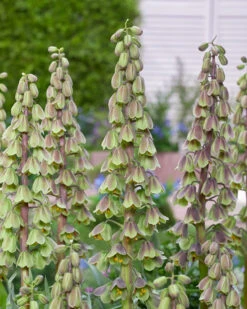 Fritillaria 'Green Dreams' 14 Fritillaria 'Green Dreams' -Beauty Flowers Shop fritillaria green dreams 5