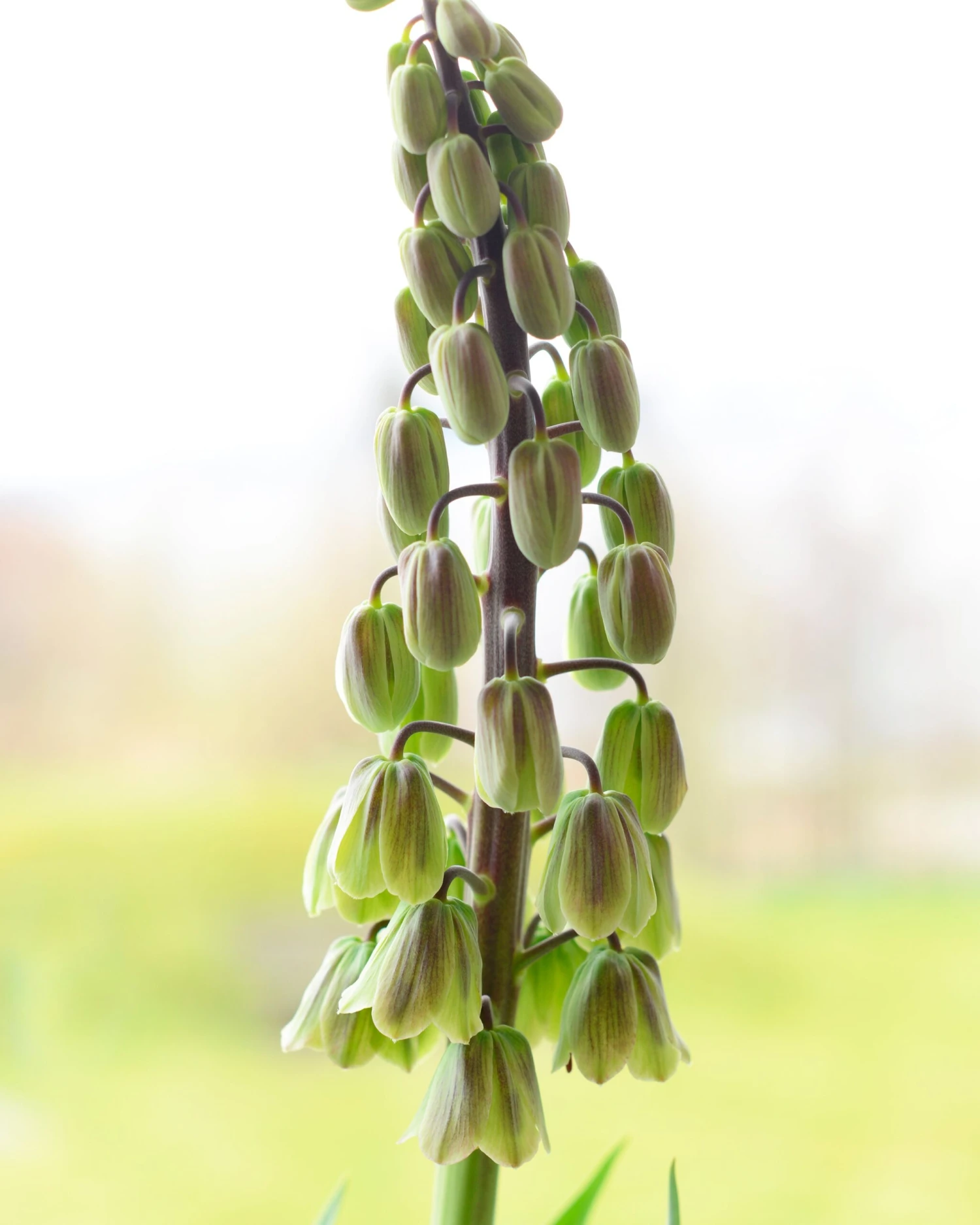 Fritillaria 'Green Dreams' 8 Fritillaria 'Green Dreams' - Image 6