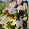 Fritillaria 'Green Dreams' 1 Fritillaria 'Green Dreams' -Beauty Flowers Shop fritillaria green dreams 7