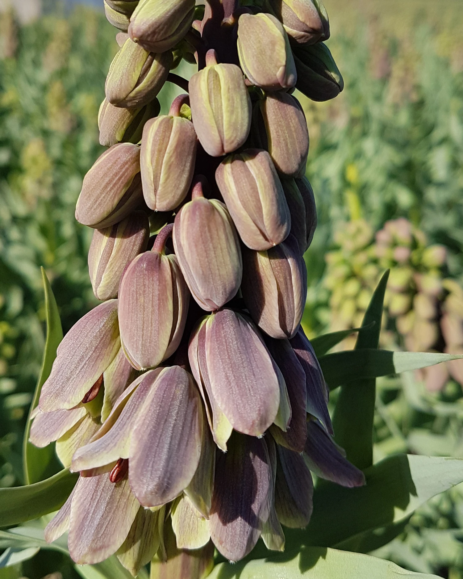 Fritillaria 'Green Dreams' 10 Fritillaria 'Green Dreams' - Image 8