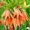 Fritillaria Imperialis 'Aurora' 2 Fritillaria Imperialis 'Aurora' -Beauty Flowers Shop fritillaria imperialis aurora 12