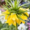 Fritillaria Imperialis 'Lutea' 1 Fritillaria Imperialis 'Lutea' -Beauty Flowers Shop fritillaria imperialis lutea 12