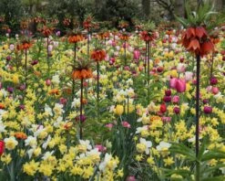 Fritillaria Imperialis 'Rubra' 15 Fritillaria Imperialis 'Rubra' -Beauty Flowers Shop fritillaria imperialis rubra 1