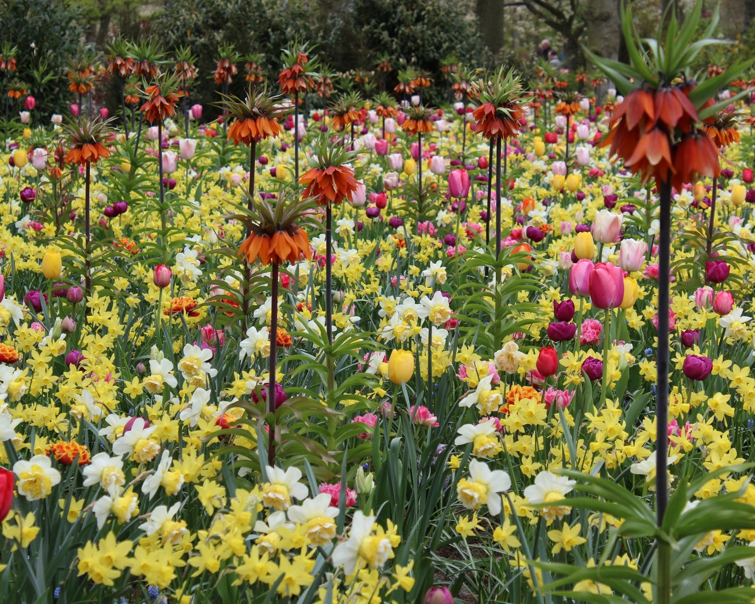 Fritillaria Imperialis 'Rubra' 7 Fritillaria Imperialis 'Rubra' - Image 5