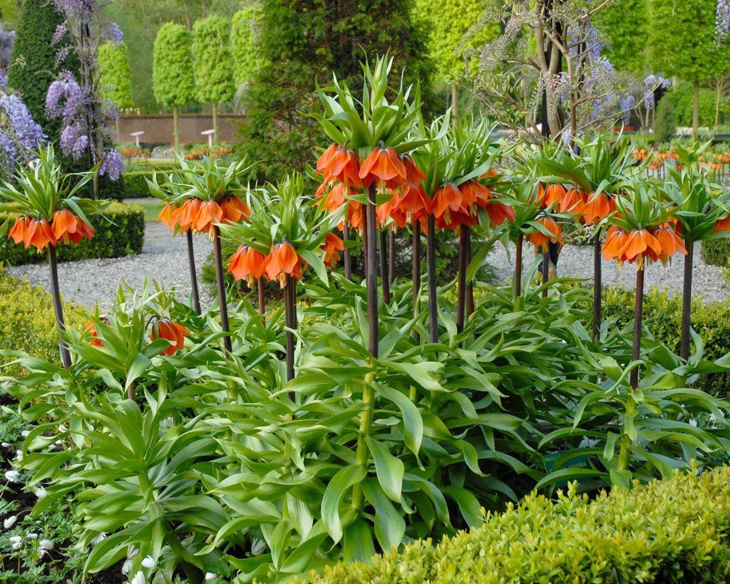 Fritillaria Imperialis 'Rubra' 9 Fritillaria Imperialis 'Rubra' - Image 7