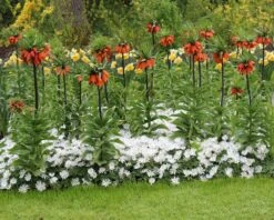 Fritillaria Imperialis 'Rubra' 18 Fritillaria Imperialis 'Rubra' -Beauty Flowers Shop fritillaria imperialis rubra 6