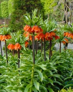 Fritillaria Imperialis 'Rubra' 13 Fritillaria Imperialis 'Rubra' -Beauty Flowers Shop fritillaria imperialis rubra 8