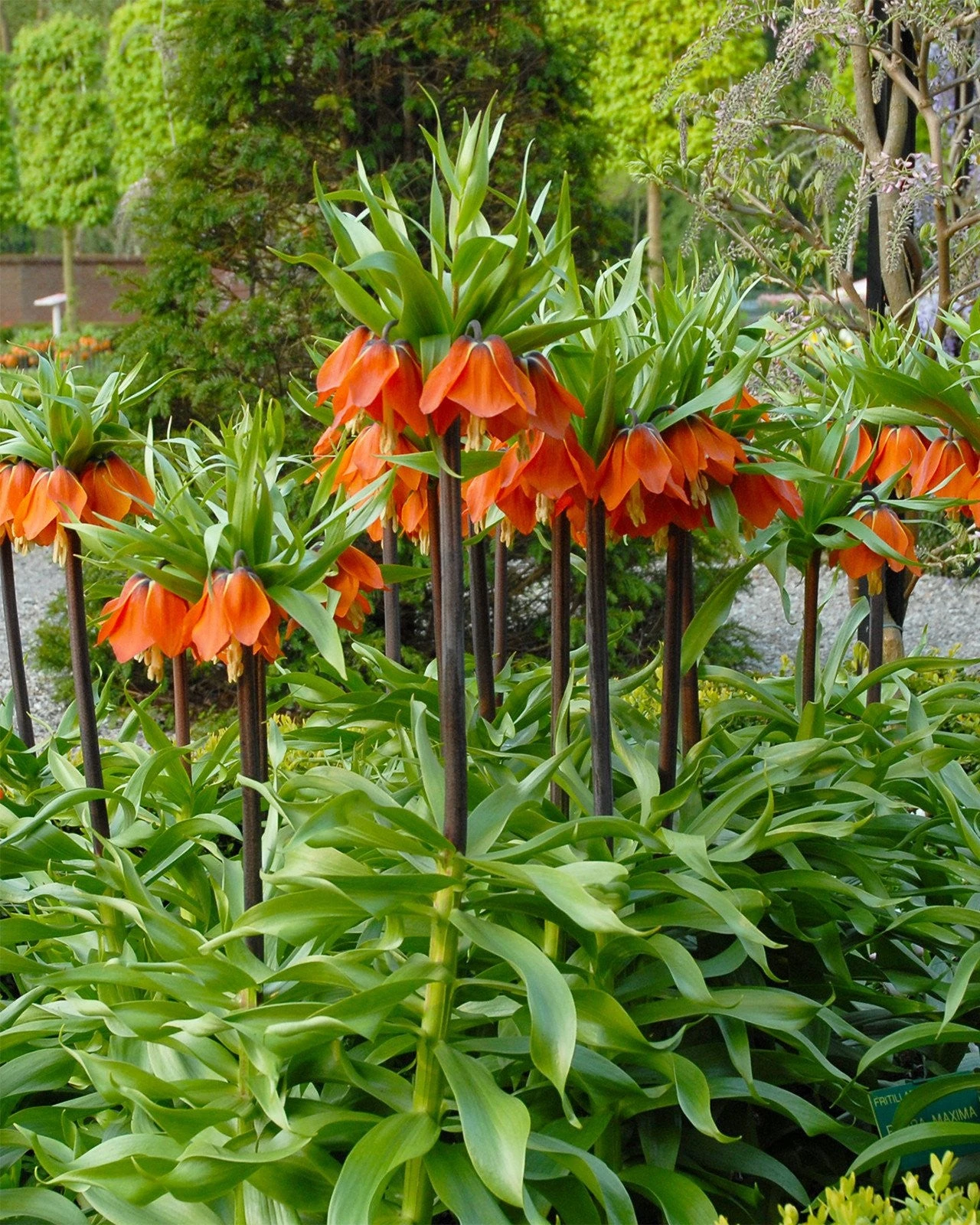 Fritillaria Imperialis 'Rubra' 5 Fritillaria Imperialis 'Rubra' - Image 3