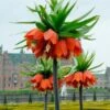 Fritillaria Imperialis 'Rubra' 2 Fritillaria Imperialis 'Rubra' -Beauty Flowers Shop fritillaria imperialis rubra 9
